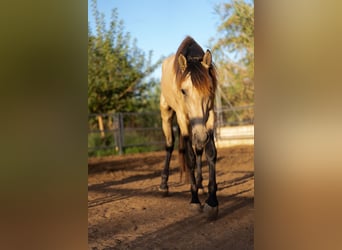 PRE Croisé, Étalon, 4 Ans, 155 cm, Buckskin