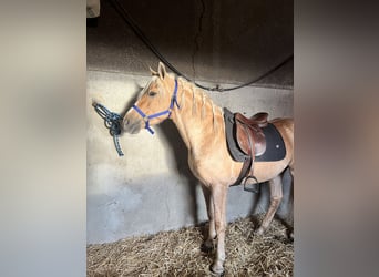 PRE Croisé, Étalon, 4 Ans, 155 cm, Palomino