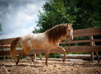 PRE, Étalon, 4 Ans, 155 cm, Perlino