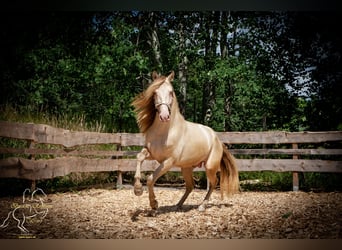 PRE, Étalon, 4 Ans, 155 cm, Perlino
