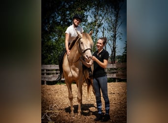 PRE, Étalon, 4 Ans, 155 cm, Perlino