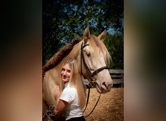 PRE, Étalon, 4 Ans, 155 cm, Perlino