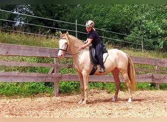 PRE, Étalon, 4 Ans, 155 cm, Perlino