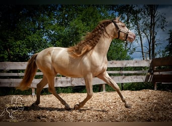 PRE, Étalon, 4 Ans, 155 cm, Perlino