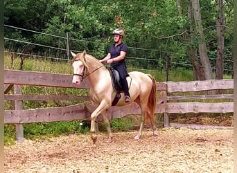 PRE, Étalon, 4 Ans, 155 cm, Perlino