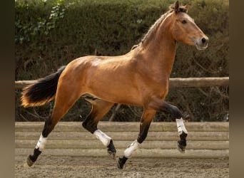 PRE Croisé, Étalon, 4 Ans, 156 cm, Bai cerise
