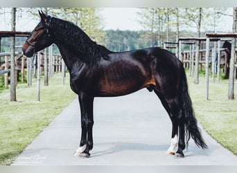 PRE Croisé, Étalon, 4 Ans, 156 cm, Bai