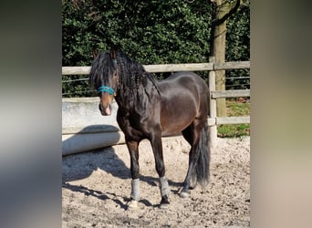 PRE Croisé, Étalon, 4 Ans, 156 cm, Bai