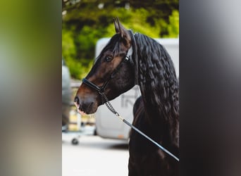 PRE Croisé, Étalon, 4 Ans, 156 cm, Bai
