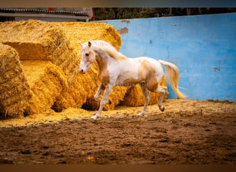 PRE Croisé, Étalon, 4 Ans, 156 cm, Tobiano-toutes couleurs