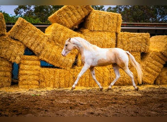 PRE Croisé, Étalon, 4 Ans, 156 cm, Tobiano-toutes couleurs