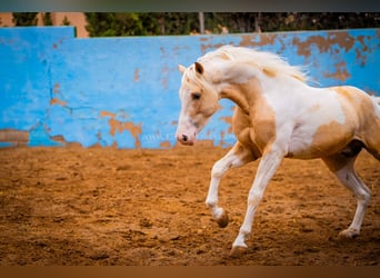 PRE Croisé, Étalon, 4 Ans, 156 cm, Tobiano-toutes couleurs