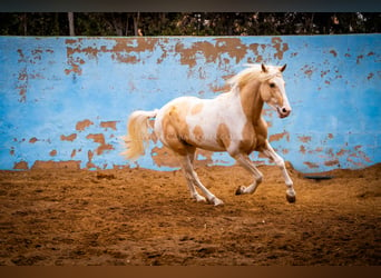 PRE Croisé, Étalon, 4 Ans, 156 cm, Tobiano-toutes couleurs