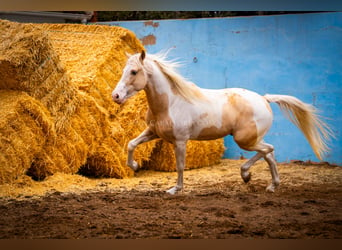 PRE Croisé, Étalon, 4 Ans, 156 cm, Tobiano-toutes couleurs