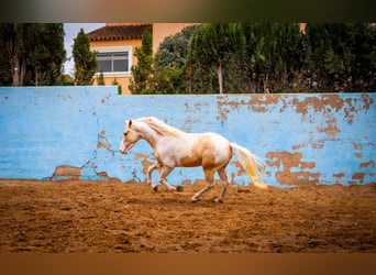 PRE Croisé, Étalon, 4 Ans, 156 cm, Tobiano-toutes couleurs