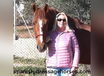 PRE Croisé, Étalon, 4 Ans, 157 cm, Alezan