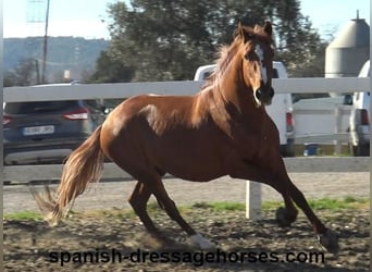 PRE Croisé, Étalon, 4 Ans, 157 cm, Alezan