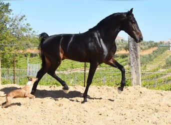 PRE, Étalon, 4 Ans, 157 cm, Bai brun