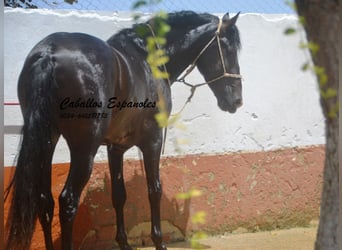 PRE Croisé, Étalon, 4 Ans, 157 cm, Bai brun foncé
