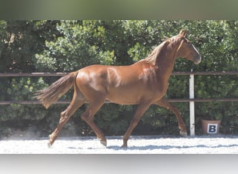 PRE Croisé, Étalon, 4 Ans, 158 cm, Alezan brûlé