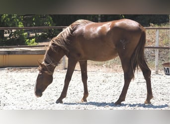 PRE Croisé, Étalon, 4 Ans, 158 cm, Alezan brûlé