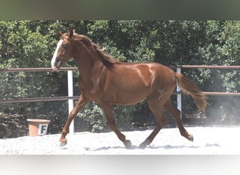 PRE Croisé, Étalon, 4 Ans, 158 cm, Alezan brûlé