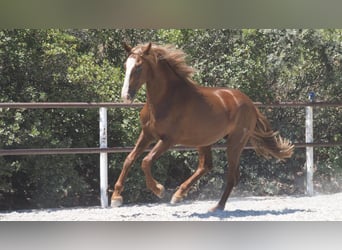 PRE Croisé, Étalon, 4 Ans, 158 cm, Alezan brûlé