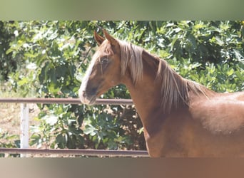 PRE Croisé, Étalon, 4 Ans, 158 cm, Alezan brûlé