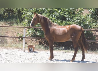 PRE Croisé, Étalon, 4 Ans, 158 cm, Alezan brûlé