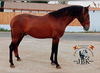 PRE Croisé, Étalon, 4 Ans, 158 cm, Bai