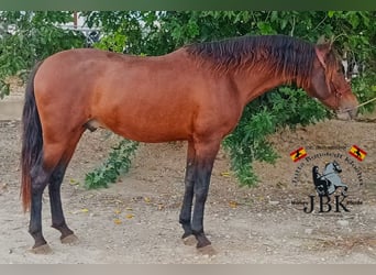 PRE Croisé, Étalon, 4 Ans, 158 cm, Bai