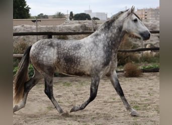 PRE Croisé, Étalon, 4 Ans, 158 cm