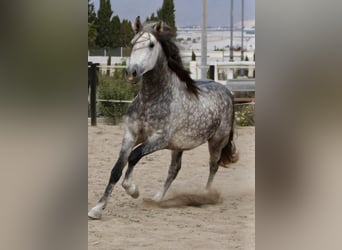 PRE Croisé, Étalon, 4 Ans, 158 cm