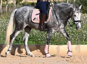 PRE Croisé, Étalon, 4 Ans, 158 cm, Gris