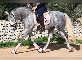 PRE Croisé, Étalon, 4 Ans, 158 cm, Gris