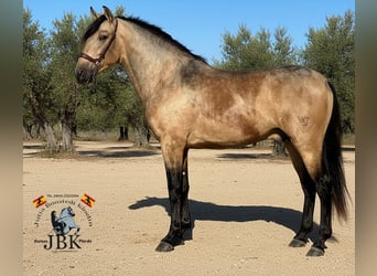 PRE, Étalon, 4 Ans, 158 cm, Isabelle