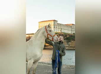 PRE Croisé, Étalon, 4 Ans, 158 cm, Perlino