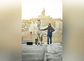 PRE Croisé, Étalon, 4 Ans, 158 cm, Perlino