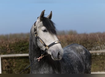 PRE, Étalon, 4 Ans, 158 cm, Rouan bleu