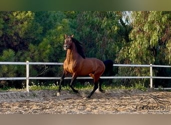 PRE, Étalon, 4 Ans, 159 cm, Bai