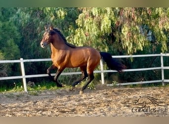 PRE, Étalon, 4 Ans, 159 cm, Bai