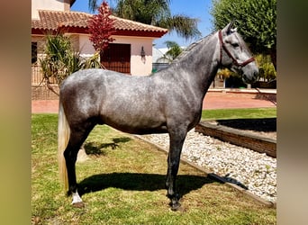 PRE, Étalon, 4 Ans, 159 cm, Gris