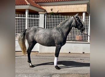 PRE, Étalon, 4 Ans, 159 cm, Gris