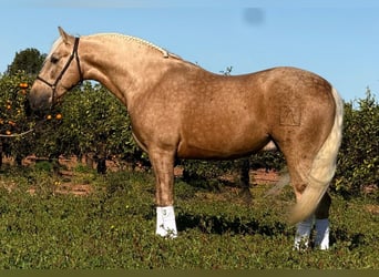 PRE Croisé, Étalon, 4 Ans, 159 cm, Palomino