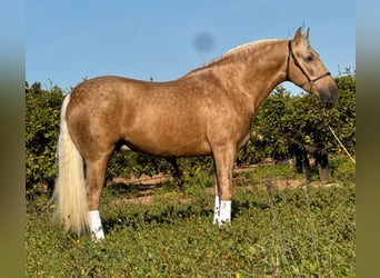PRE Croisé, Étalon, 4 Ans, 159 cm, Palomino