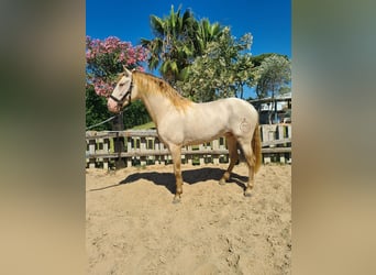 PRE, Étalon, 4 Ans, 159 cm, Perlino