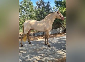 PRE, Étalon, 4 Ans, 159 cm, Perlino