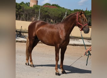 PRE Croisé, Étalon, 4 Ans, 160 cm, Alezan