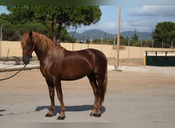 PRE Croisé, Étalon, 4 Ans, 160 cm, Alezan
