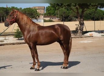 PRE Croisé, Étalon, 4 Ans, 160 cm, Alezan